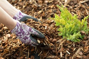 rinden-dekor-rindenmulch-holz-heckele